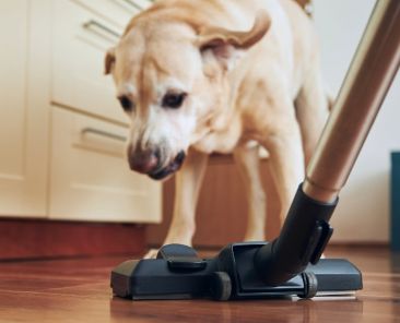 Assortment of best vacuum cleaners for pets