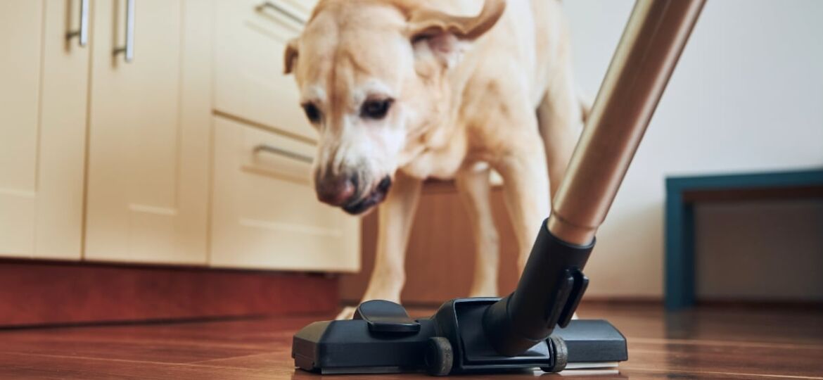Assortment of best vacuum cleaners for pets